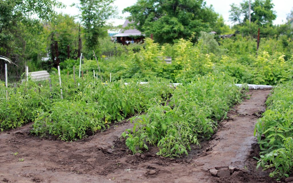 faire un potager débutant